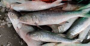 Indian Salmon